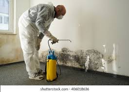 Best Basement Mold Removal  in Orleans, IN